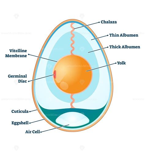 egg box structure diagram